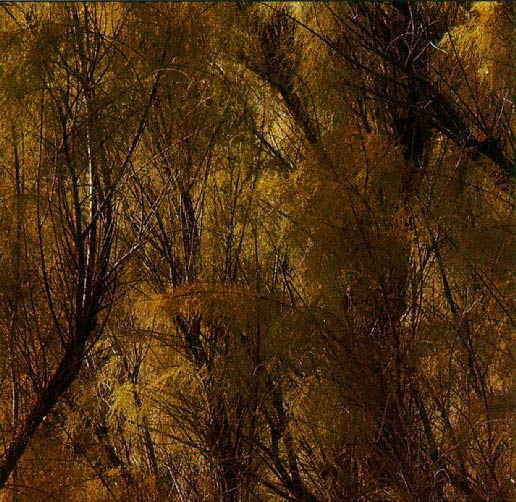 Tamarisks at entrance to Canyon de Chelly